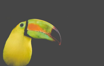 shallow focus photo toucan shallow focus photo toucan