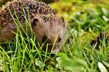Shallow Focus Photograph of Hedgehog