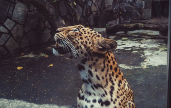 Shallow Focus Photography Leopard Shallow Focus Photography Leopard