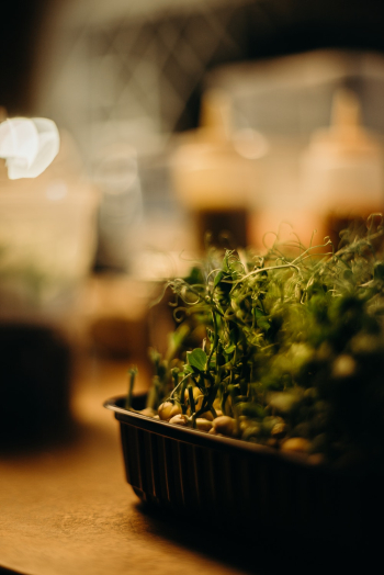Shallow Focus Photography Of A Leafy Vegetable Shallow Focus Photography Of A Leafy Vegetable