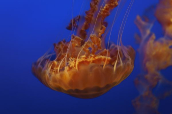shallow focus photography of brown jellyfish under water shallow focus photography of brown jellyfish under water