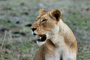 shallow-focus photography of brown lioness shallow-focus photography of brown lioness