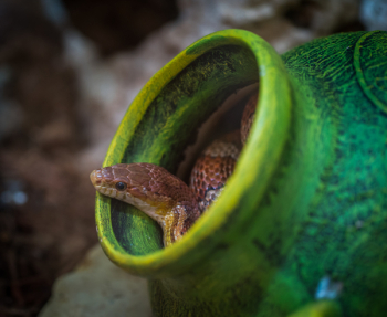 Shallow Focus Photography of Brown Snake in Green Jar Shallow Focus Photography of Brown Snake in Green Jar