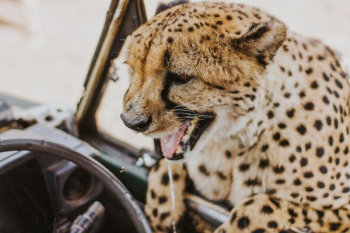 shallow focus photography of cheetah shallow focus photography of cheetah