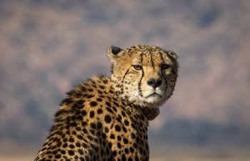 Shallow Focus Photography of Cheetah Shallow Focus Photography of Cheetah