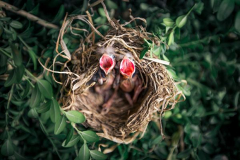 shallow focus photography of chicks in nest shallow focus photography of chicks in nest
