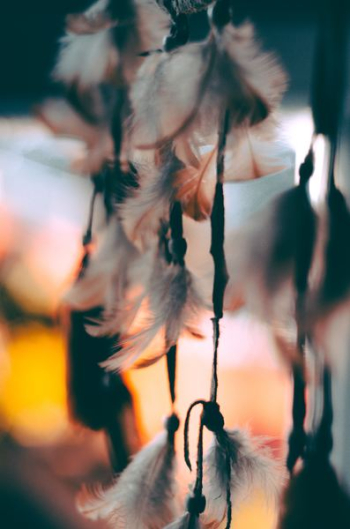 shallow focus photography of feathers shallow focus photography of feathers