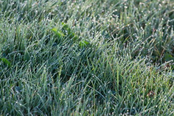 Shallow Focus Photography of Grass Wit Droplets of Water Shallow Focus Photography of Grass Wit Droplets of Water