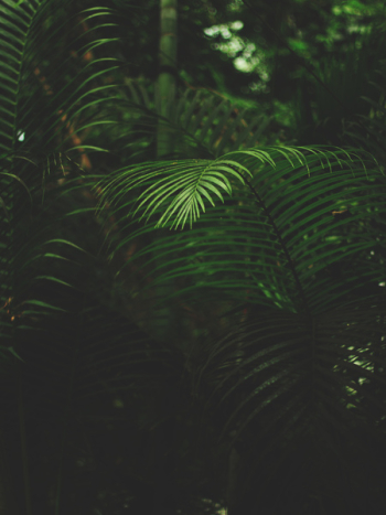 Shallow Focus Photography Of Green Fern Shallow Focus Photography Of Green Fern