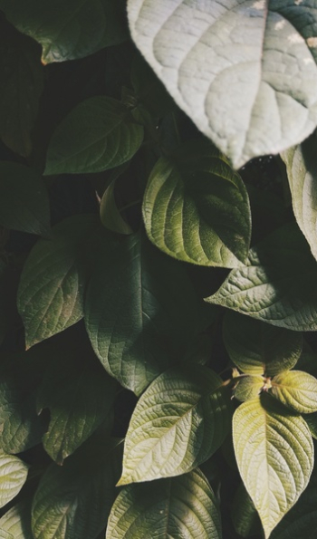 Shallow Focus Photography of Green Leaves Shallow Focus Photography of Green Leaves