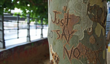 shallow focus photography of just say no carved on tree trunk shallow focus photography of just say no carved on tree trunk