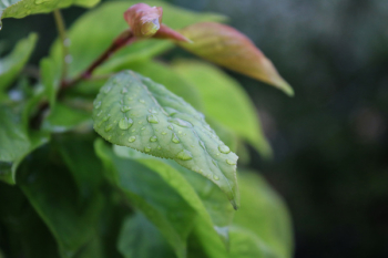 Shallow Focus Photography of Leaf With Water Droplets Shallow Focus Photography of Leaf With Water Droplets