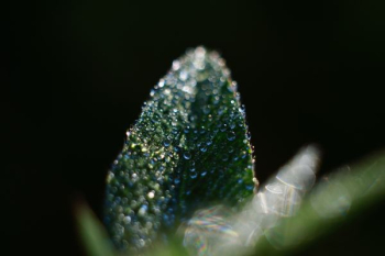shallow focus photography of leaf with water droplets shallow focus photography of leaf with water droplets