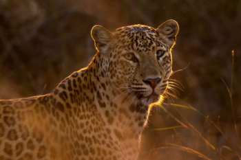 shallow focus photography of leopard shallow focus photography of leopard