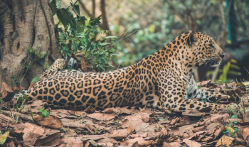 shallow focus photography of leopard shallow focus photography of leopard