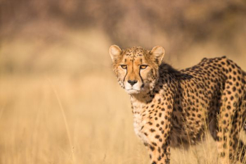 shallow focus photography of leopard shallow focus photography of leopard