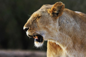 shallow focus photography of lioness shallow focus photography of lioness