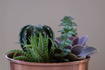 shallow focus photography of plant shallow focus photography of plant
