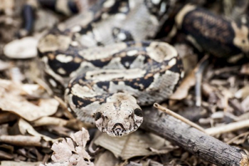 Shallow Focus Photography of Python Shallow Focus Photography of Python