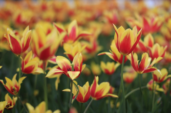 Shallow Focus Photography of Red and Yellow Flower Field Shallow Focus Photography of Red and Yellow Flower Field
