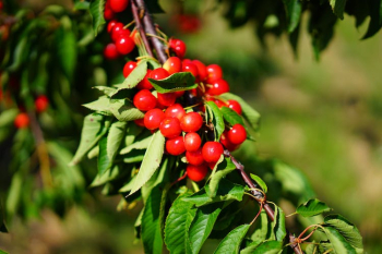 Shallow Focus Photography of Red Round Fruits