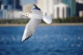 shallow focus photography of seagull flying above water shallow focus photography of seagull flying above water