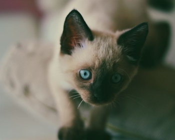 shallow focus photography of Siamese cat shallow focus photography of Siamese cat