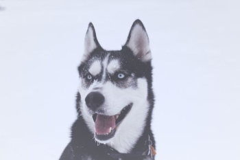 shallow focus photography of Siberian husky shallow focus photography of Siberian husky