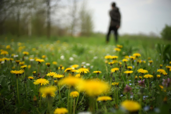 Shallow Focus Yellow Daisies Shallow Focus Yellow Daisies