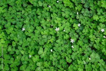 Shamrock (oxalis) field with blooming white flowers, as St. Patrick’s day nature background
