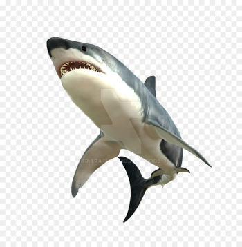 Shark