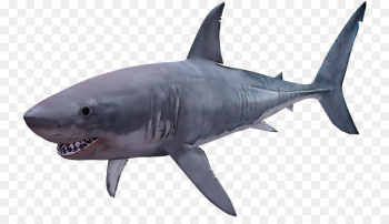 Shark