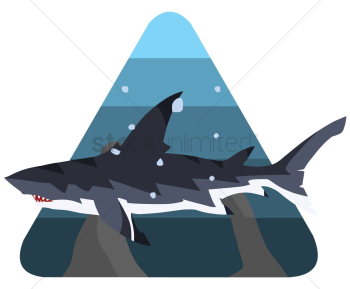 Shark Shark