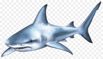 Shark attack Bull shark Clip art - Cartoon shark Shark attack Bull shark Clip art - Cartoon shark