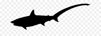 Shark, Black White M, Fauna, Fish PNG