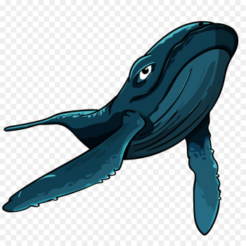 Shark, Blue Whale, Whales, Marine Mammal, Humpback Whale PNG