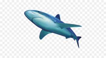 Shark Clip art - Ferocious whale 