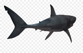 Shark Clip art - Shark PNG Transparent Image 