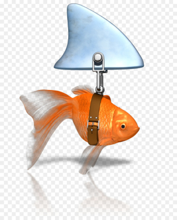 Shark fin soup Goldfish Shark finning Clip art - goldfish 