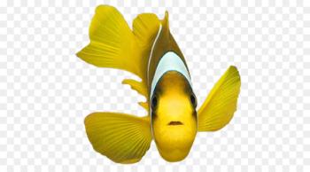 Shark Fish Clip art - Yellow fish Shark Fish Clip art - Yellow fish