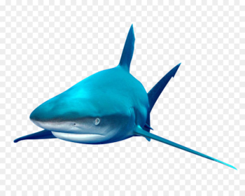 Shark Fish - Marine fish 