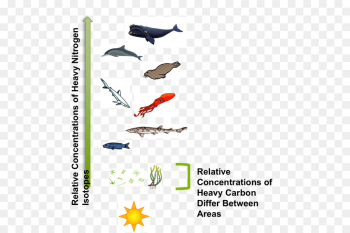 Shark, Great White Shark, Food, Text, Line PNG Shark, Great White Shark, Food, Text, Line PNG
