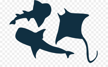 Shark, Great White Shark, Silhouette, Fish, Fin PNG