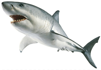 Shark Jaws Great white shark Clip art - Transparent Shark Png 