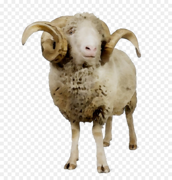Sheep Argali Goat Terrestrial animal Snout -  