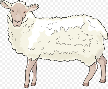 Sheep, Barbary Sheep, Cattle, Vertebrate PNG Sheep, Barbary Sheep, Cattle, Vertebrate PNG