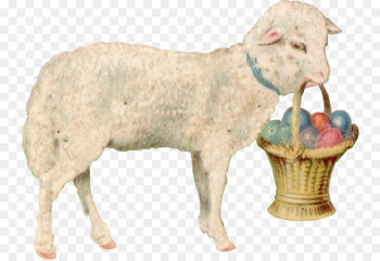 Sheep Easter Bunny Easter postcard Easter egg - easter card Sheep Easter Bunny Easter postcard Easter egg - easter card
