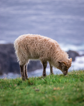 Sheep Eating Green Grass Sheep Eating Green Grass