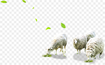 Sheep Grazing Herd - Grazing sheep Sheep Grazing Herd - Grazing sheep