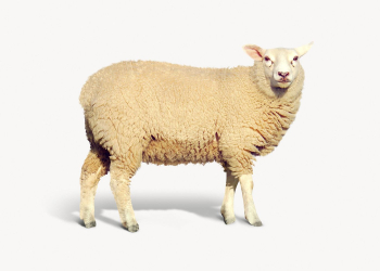 Sheep isolated on white, animal | Free Photo - rawpixel Sheep isolated on white, animal | Free Photo - rawpixel